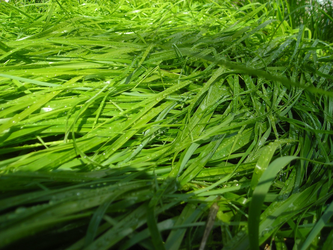 Sweetgrass